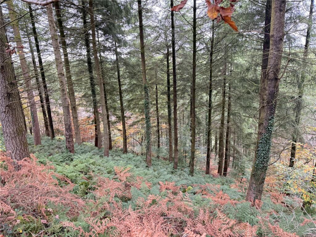 Woodland