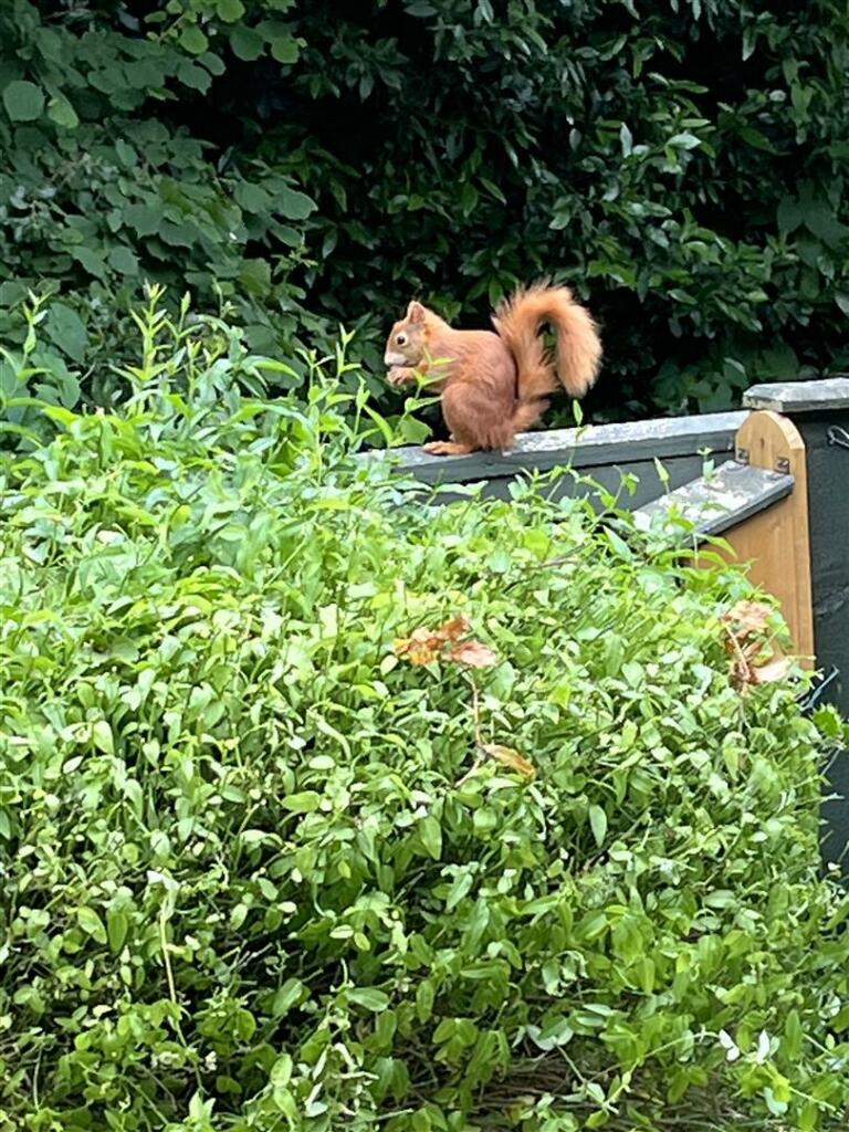 squirrel 2.jpg