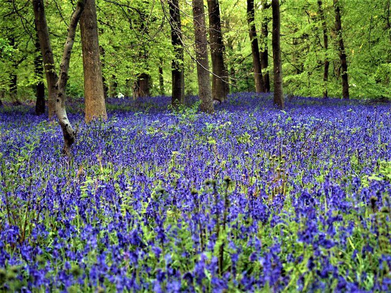 Nearby Bluebell wood
