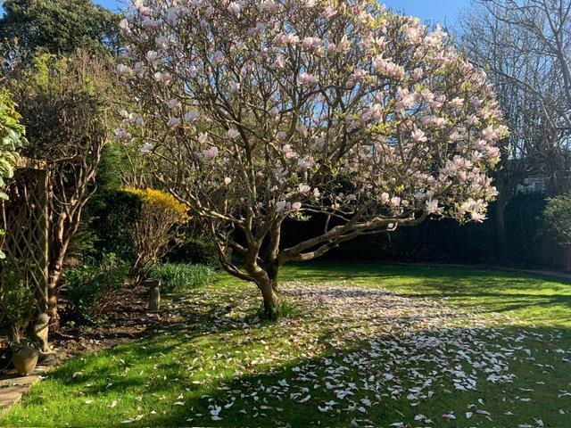 Garden in Bloom