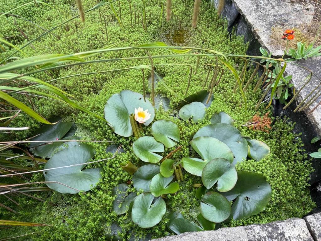 pond