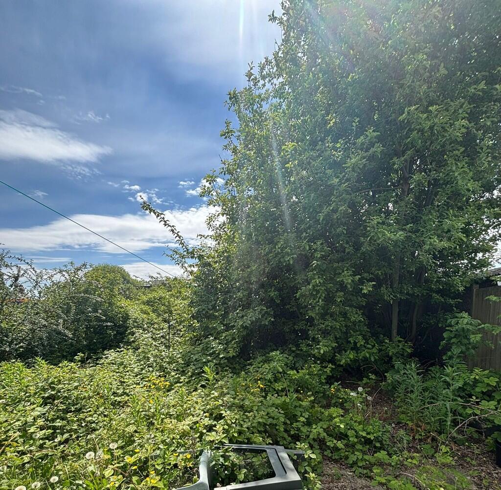 back garden 1
