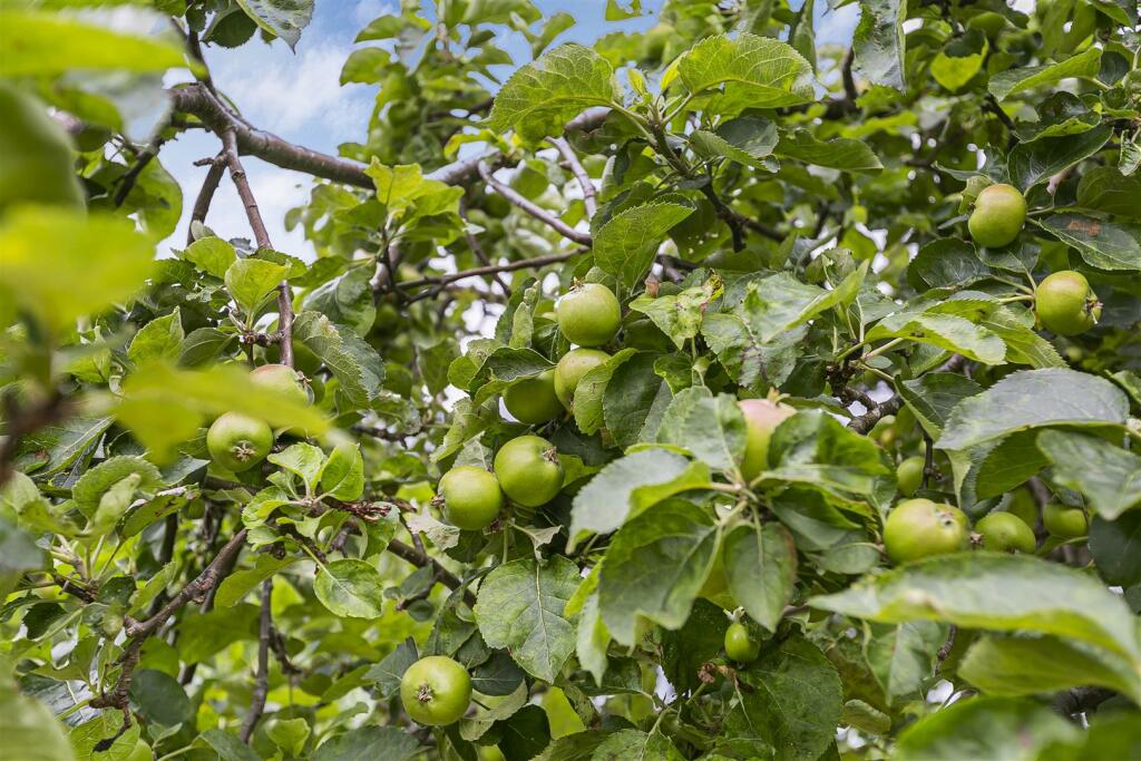 Chattern Road Apples.JPG