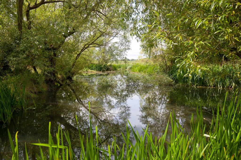 Natural Pond with Island