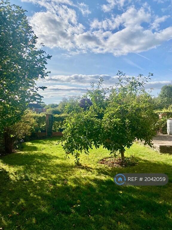 Back Garden Apple Tree 