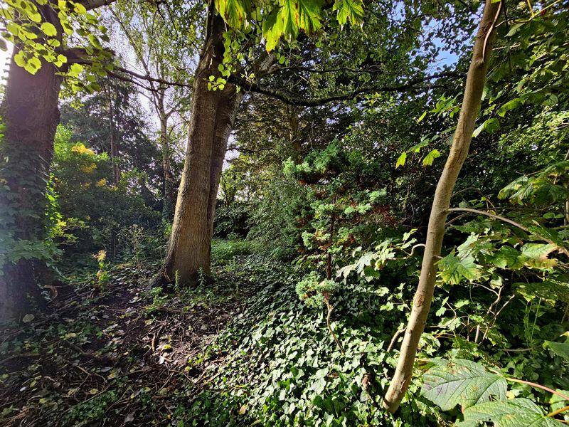 Woodland Area