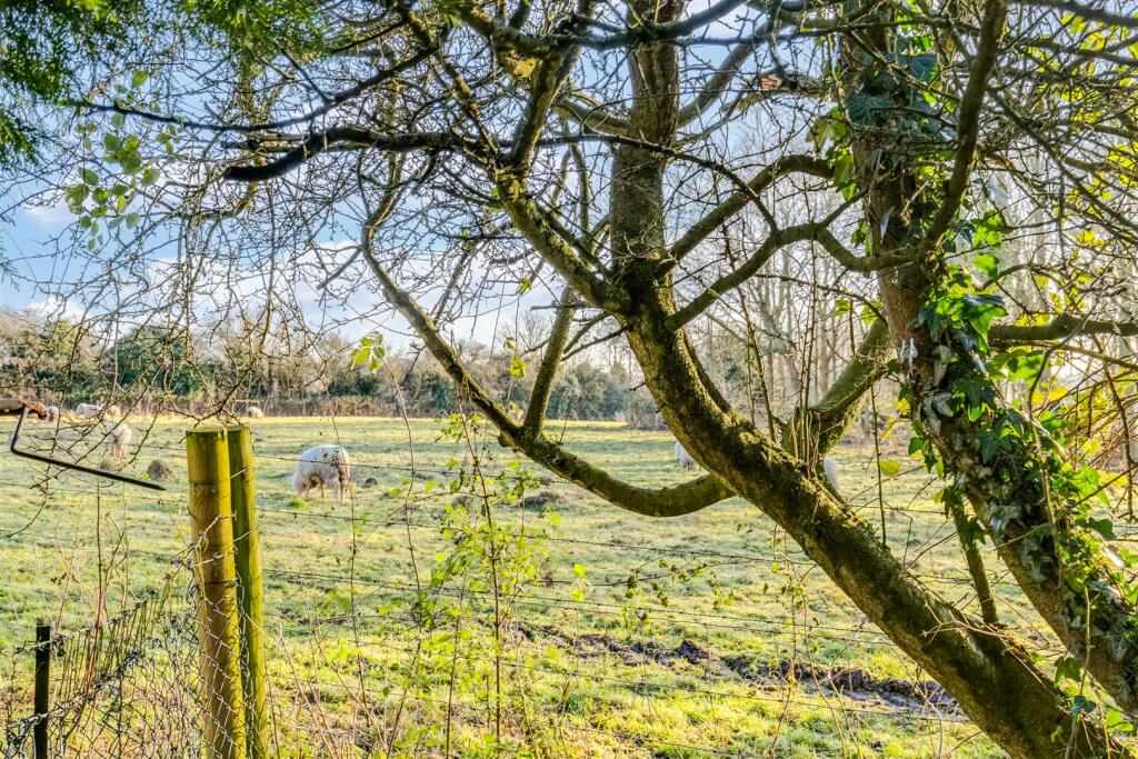 Pear Tree Dell 11-24.jpg