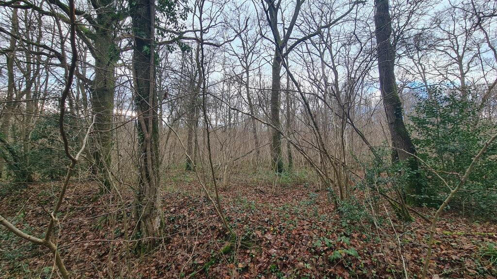 Woodland at High Loxley