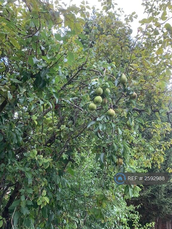 Garden - Pear Tree!