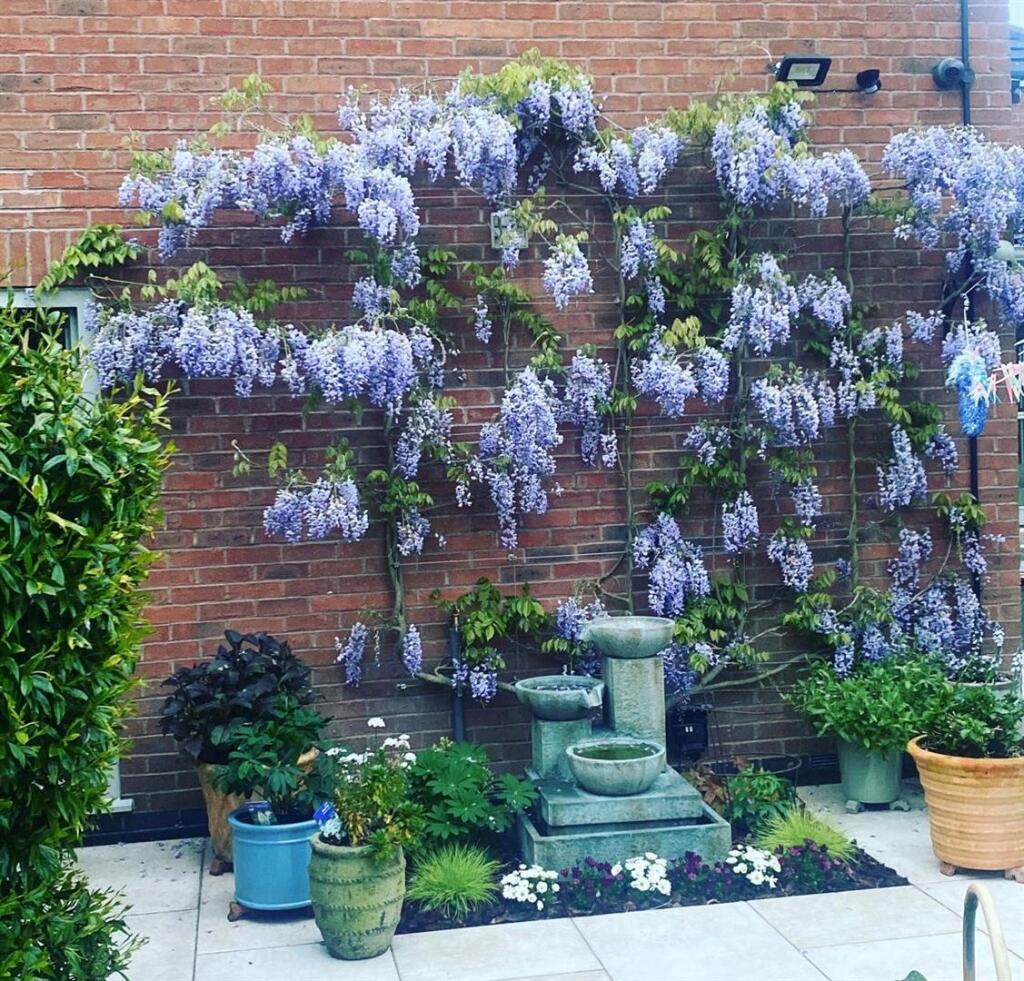 garden 3.jpg