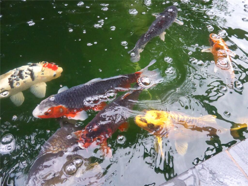 Koi Pond