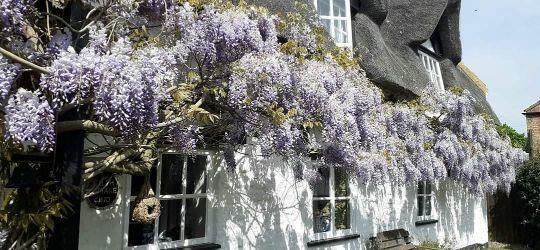 Wisteria