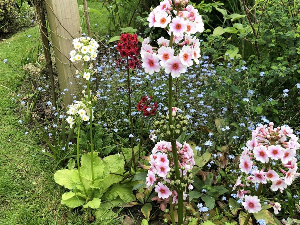 Garden.jpeg