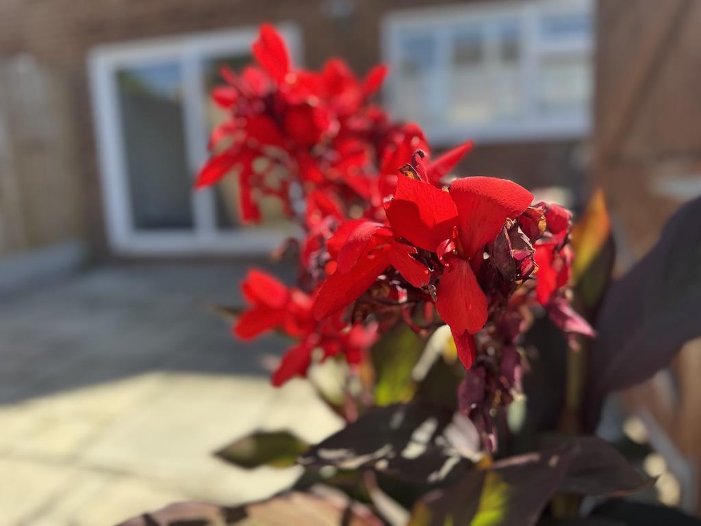 21 - Flowers.jpg