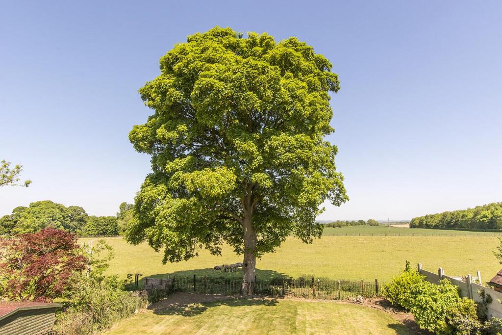 (View from Rear Bedrooms)