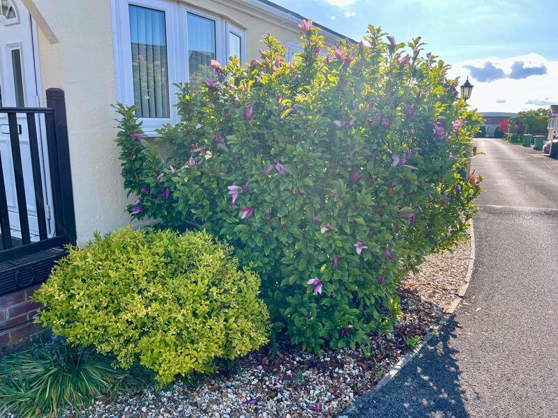 The Side Garden
