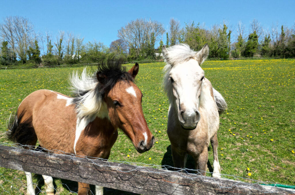 Horse In Paddock