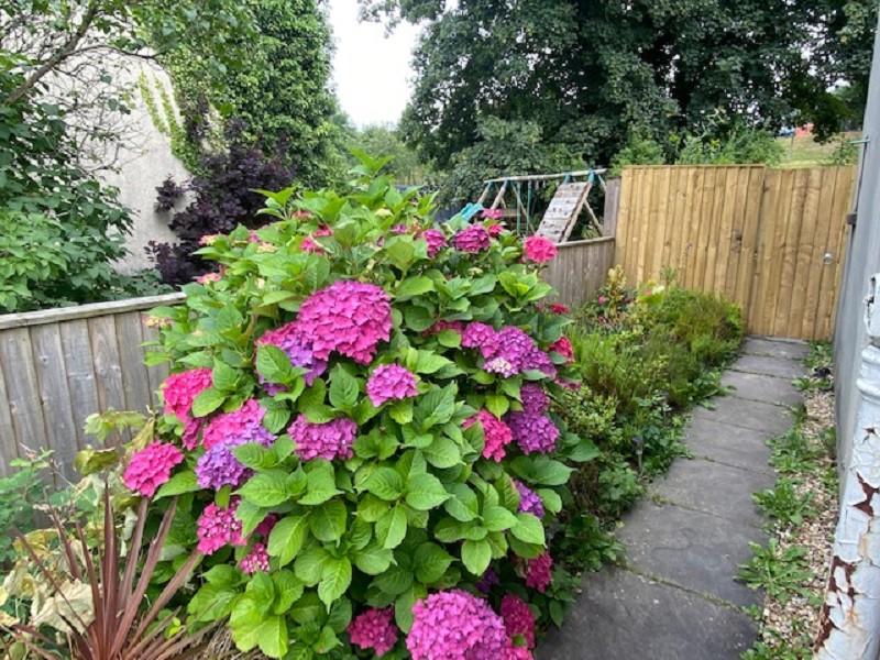 Side Garden