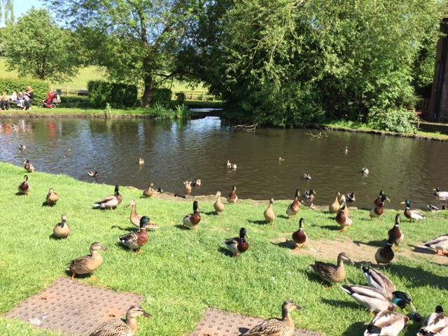 Duck Pond.jpg