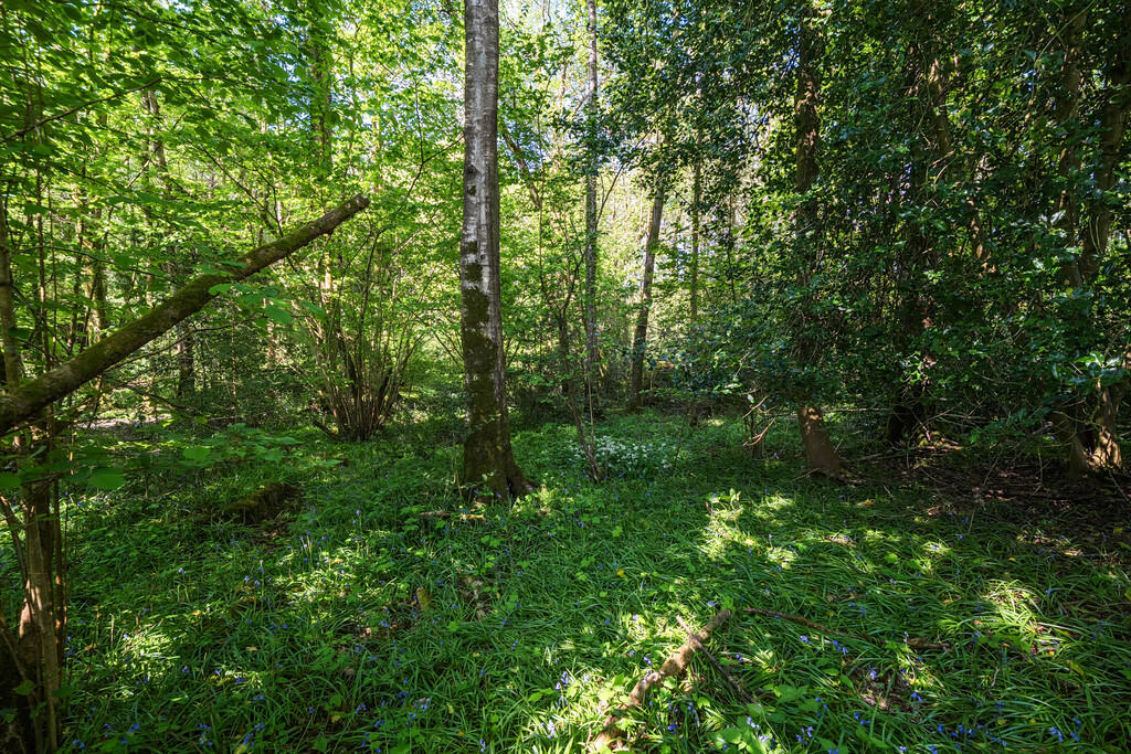 Woodland