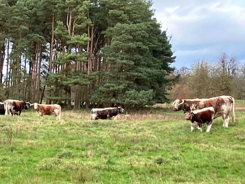 Longhorn cattle