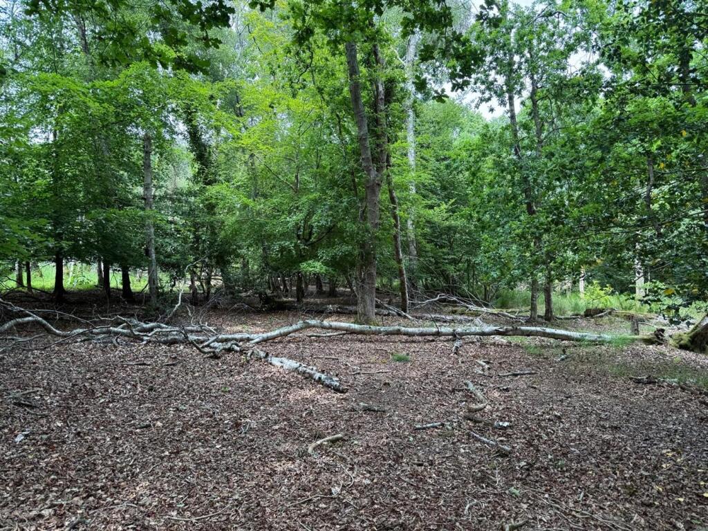 woods.jpeg