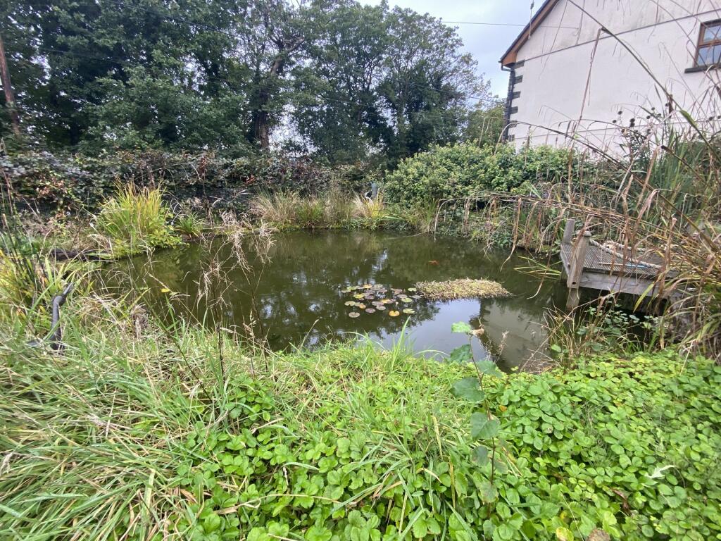 Pond