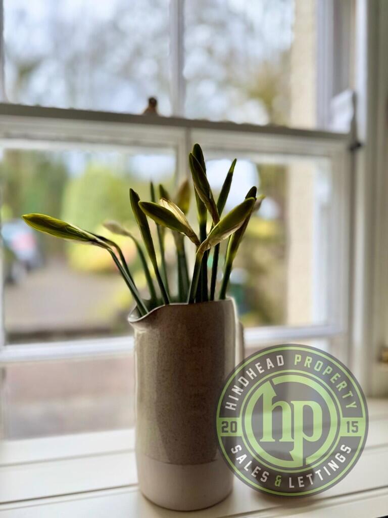 Budding Daffofils...