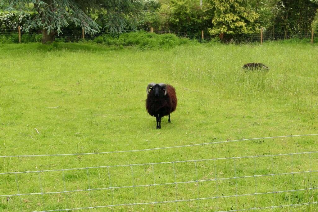 One of Ewenices Cousins!