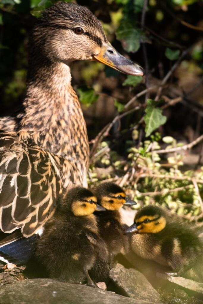 heidi 04.04.21-117.JPG