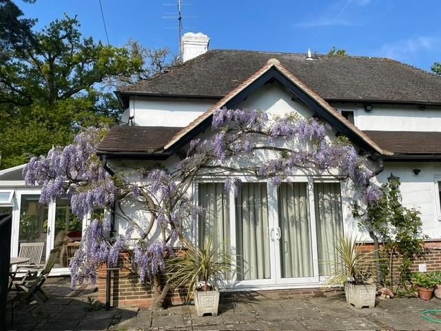 Wisteria.jpg