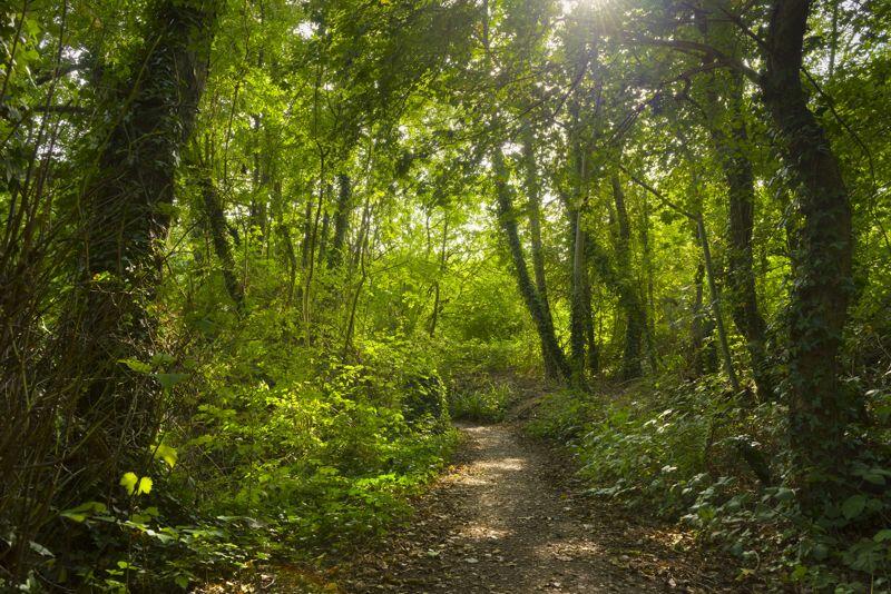 Woodland walks nearby