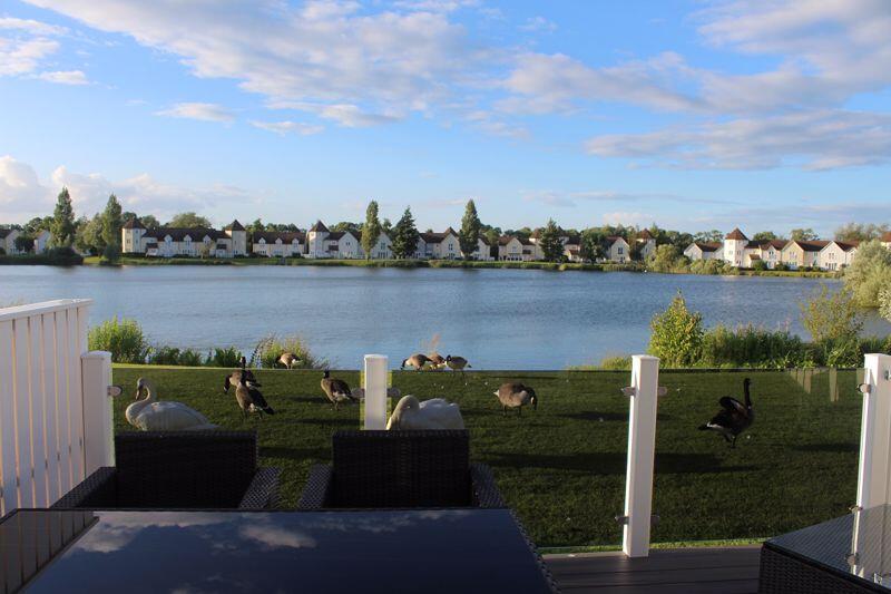 Dusk - birds grazing