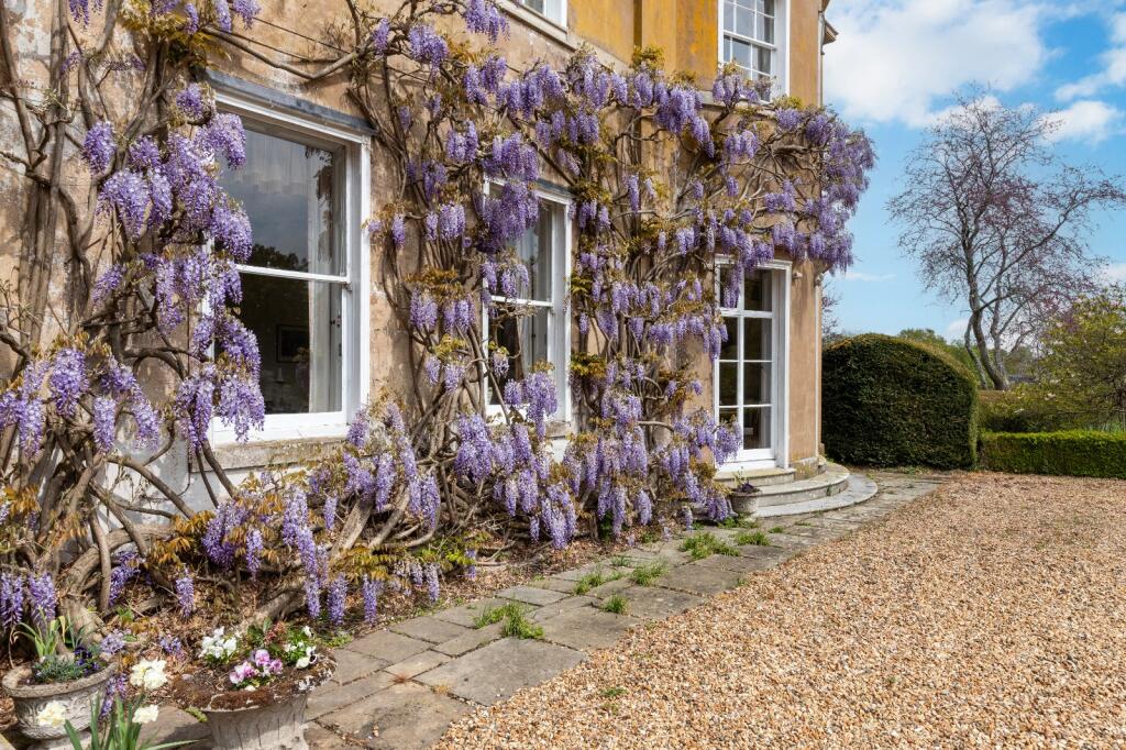 Wisteria