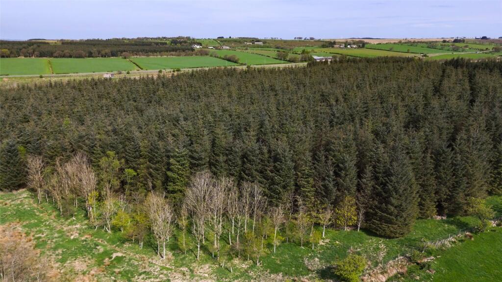 Laighmuir Woodland