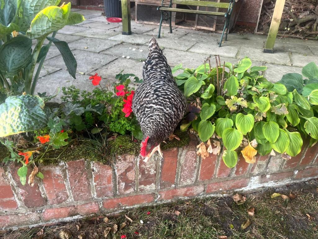 Meet Brenda