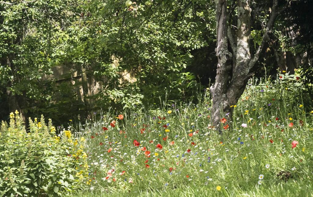 20230715 - Wildflowers - DSC_0903.jpg