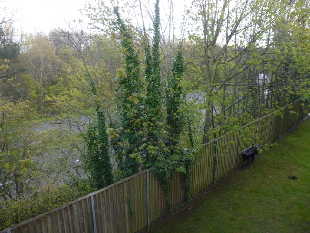Rear Grounds