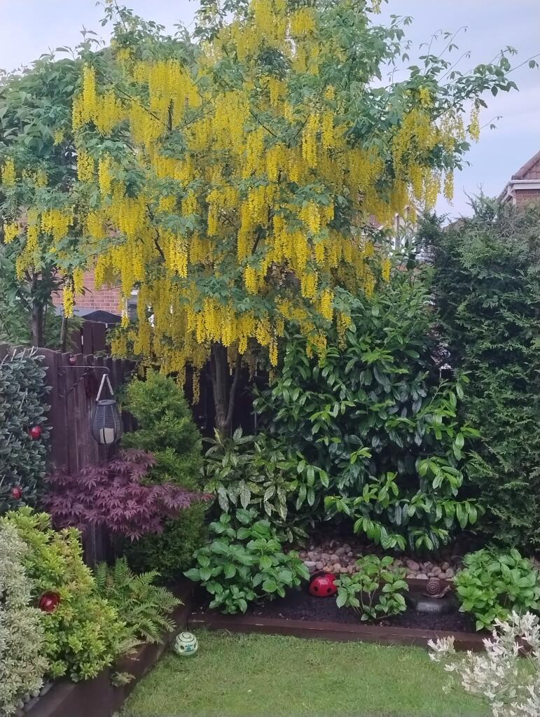 Garden in Spring