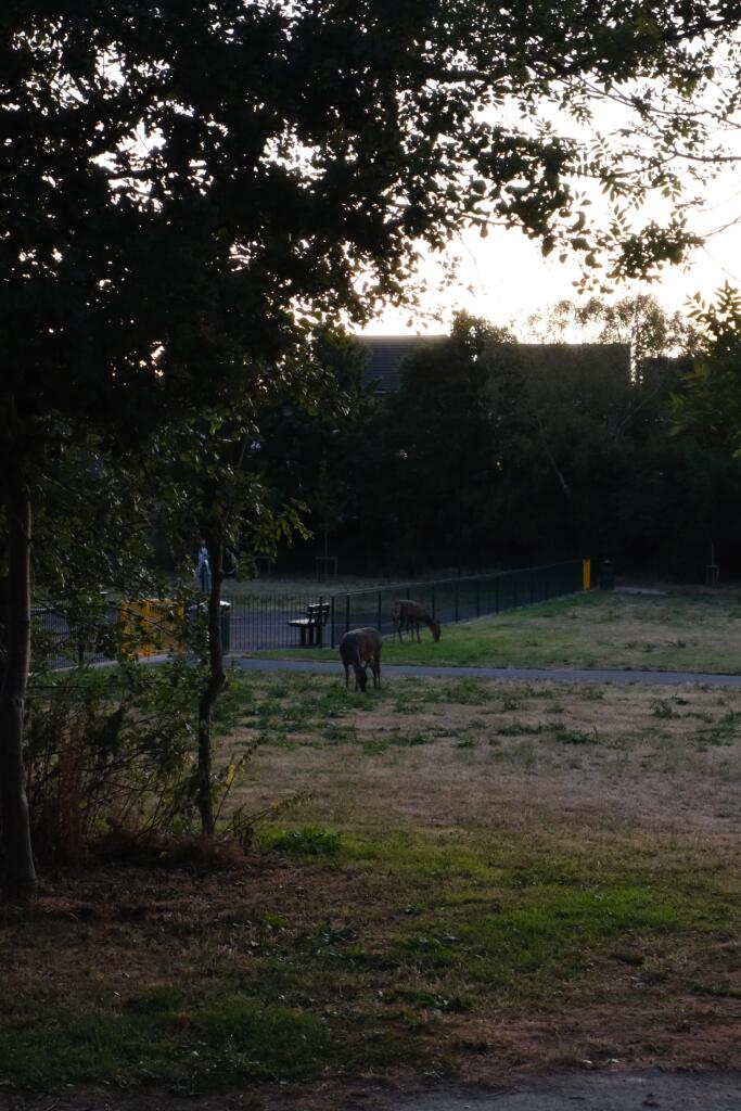 deer- EweMove Cannock