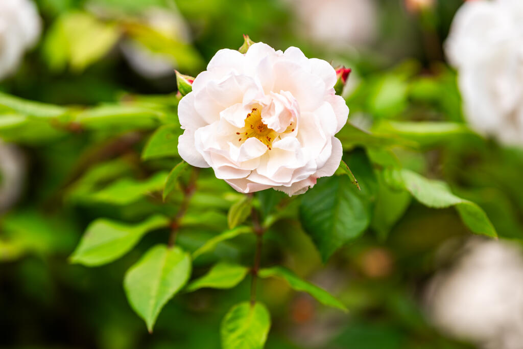 5F8A6549-Enhanced-NR