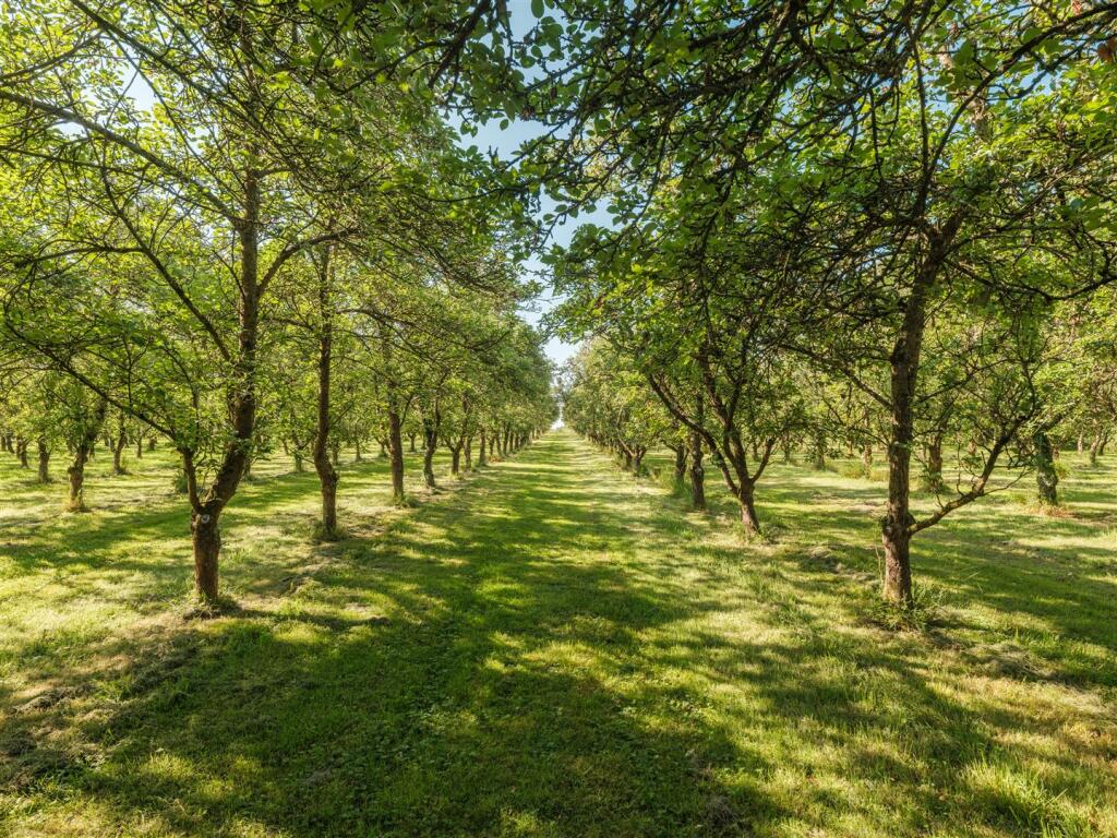 Orchard 2.jpg