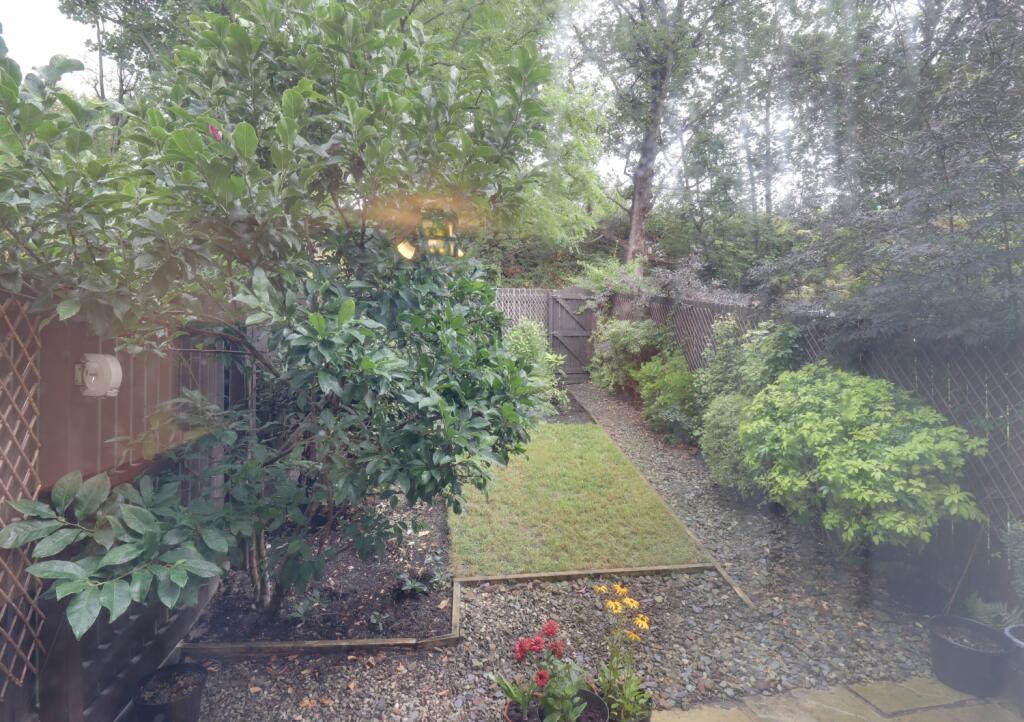 Back garden