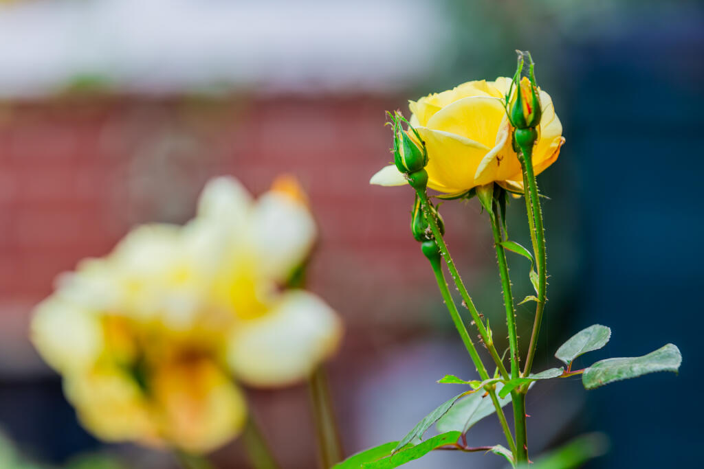 5F8A9962-Enhanced-NR