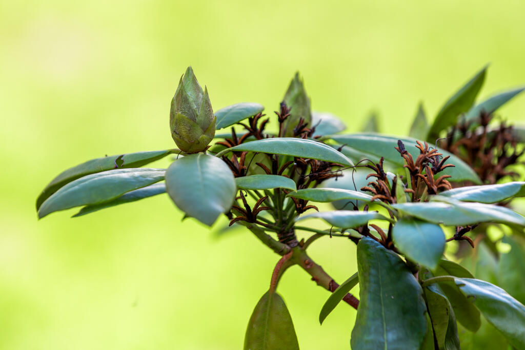 5F8A0439-Enhanced-NR