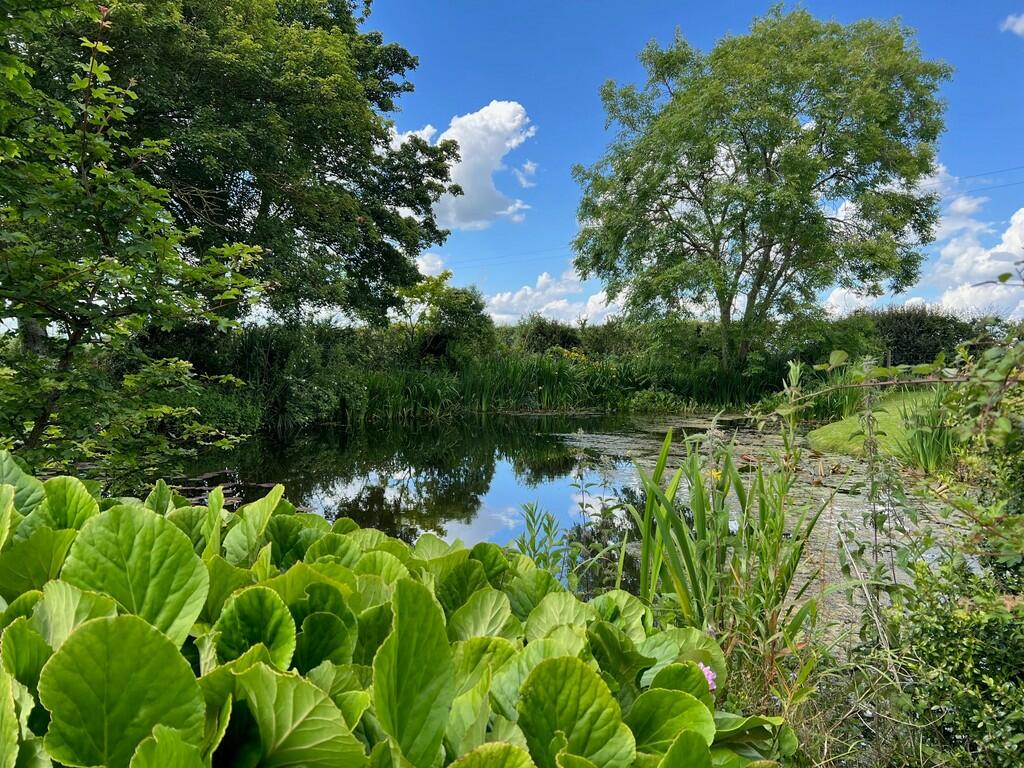 garden 6