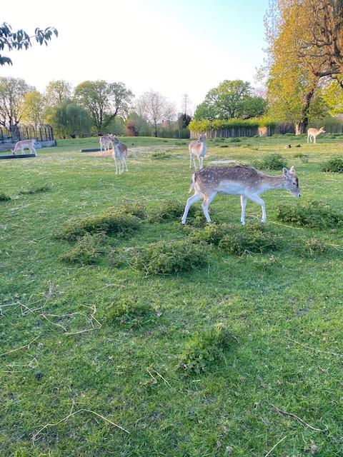 Deers at Clissold 