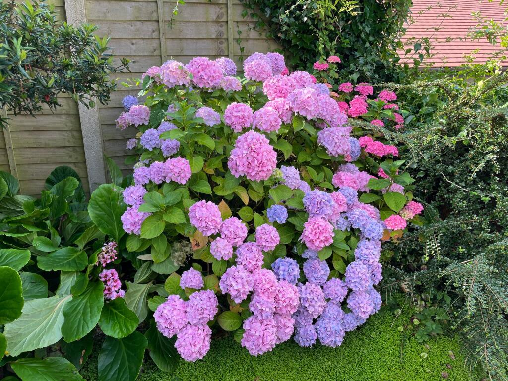 Vibrant colours in the garden