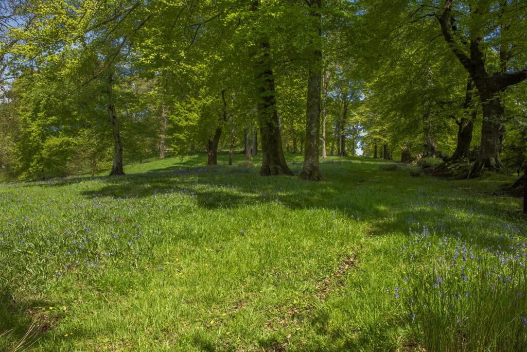 Bluebell wood _DS02253.JPG