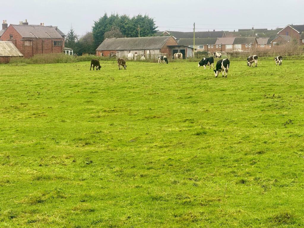 Field to the Rear